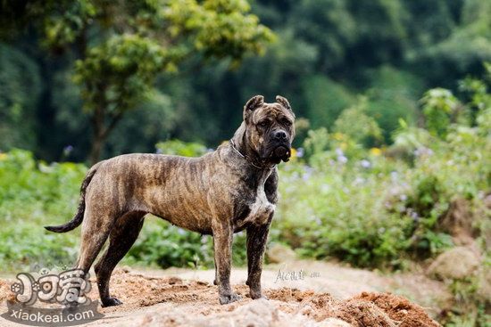 巴西非勒吃什么狗糧好 巴西非勒狗糧選擇推薦1