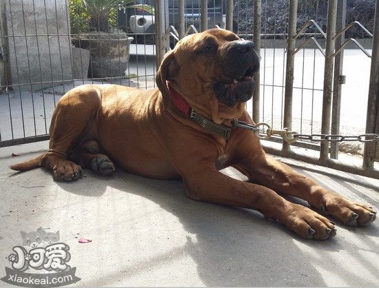 日本土佐犬發(fā)燒怎么解決 日本土佐犬發(fā)燒處理方法1