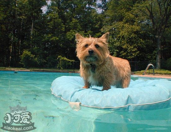 羅威士梗牙齒怎么護理 羅威士梗牙齒護理技巧