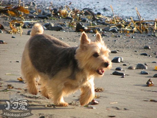 羅威士梗美毛吃什么 毛發美容飲食推薦