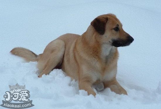 奇努克犬怎么養 奇努克犬飼養心得1