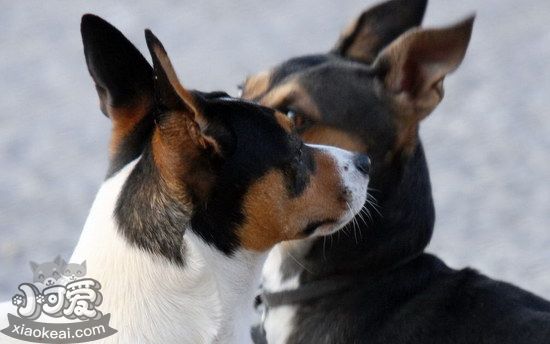 捕鼠梗犬怎么養(yǎng) 捕鼠梗犬飼養(yǎng)技巧1