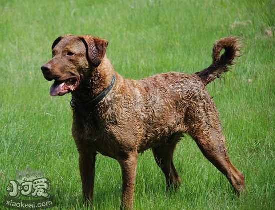 乞沙比克獵犬耳朵怎么清潔 耳朵清潔教程