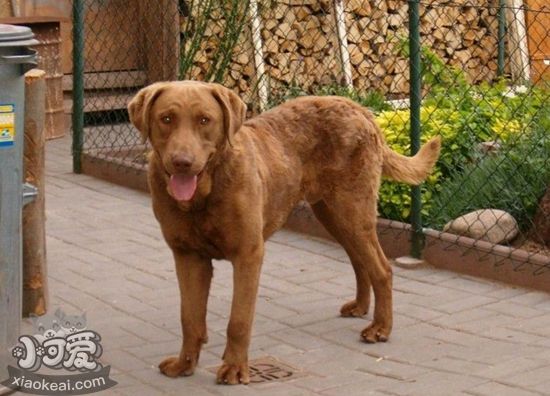 如何喂養乞沙比克獵犬 乞沙比克獵犬喂養經驗