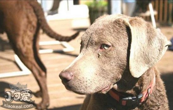 乞沙比克獵犬怎么護(hù)毛 毛發(fā)護(hù)理方法