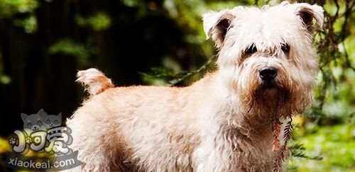 愛(ài)爾蘭峽谷梗好養(yǎng)嗎 愛(ài)爾蘭峽谷梗相處要點(diǎn)