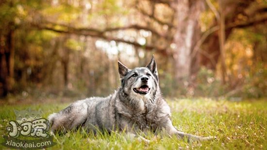 怎樣喂養挪威獵鹿犬 科學喂養挪威獵鹿犬