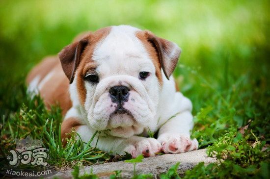 英國斗牛犬耳朵怎么清潔 英國斗牛犬耳朵護理方法1