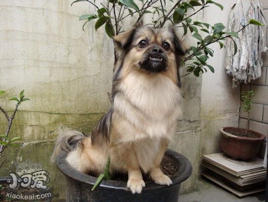 西藏獵犬怎么潔齒好 西藏獵犬牙齒清潔方法1