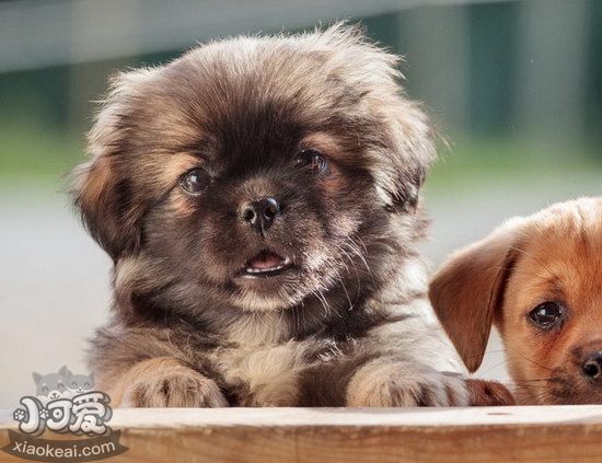 西藏獵犬怎么洗澡 西藏獵犬梗洗澡步驟流程1