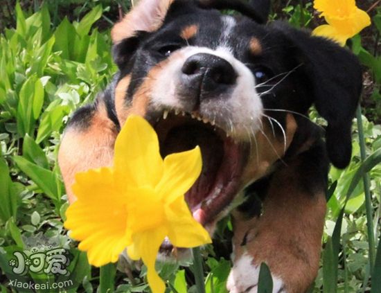 大瑞士山地犬怎么刷牙 大瑞士山地犬刷牙步驟