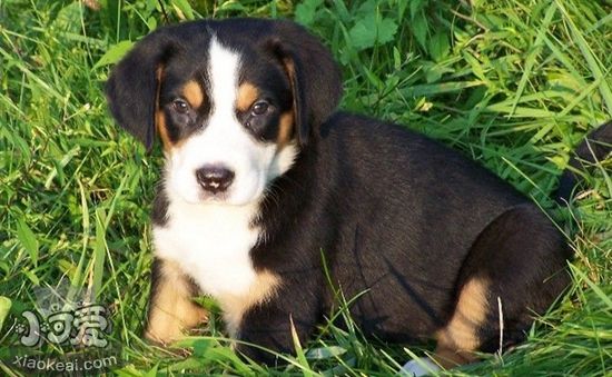 養大瑞士山地犬要準備什么 飼養之前準備事項