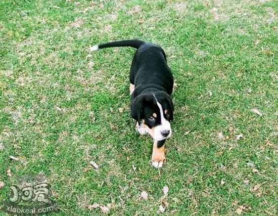 大瑞士山地犬性格好不好 大瑞士山地犬性格介紹