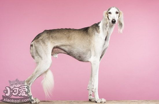 薩路基獵犬耳朵怎么清潔 薩路基獵犬耳朵護理方法1