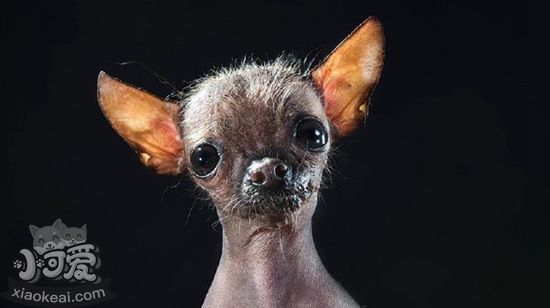 墨西哥無毛犬怎么護理 墨西哥無毛犬護理方法