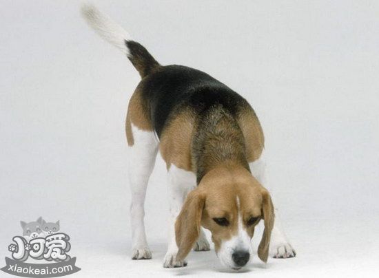 帕爾森羅塞爾梗口腔怎么護理 帕爾森羅塞爾梗牙齒清潔方法1