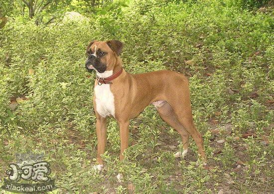 拳師犬吃什么狗糧好 拳師犬狗糧選擇推薦1