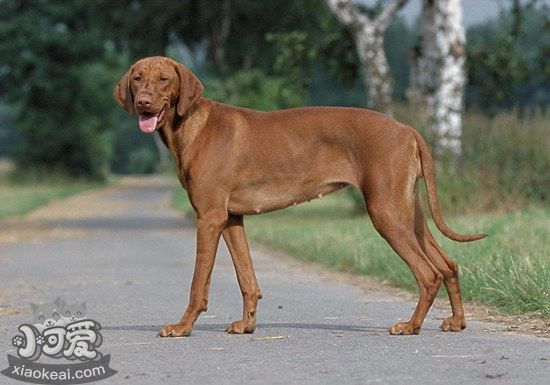 維希拉獵犬口腔怎么護(hù)理 維希拉獵犬牙齒清潔方法1