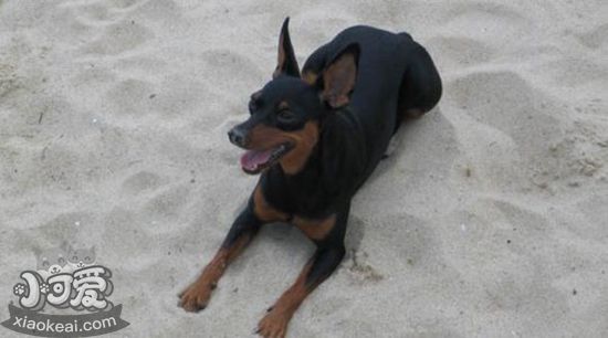 德國賓莎犬指甲怎么修剪 德國賓莎犬修剪指甲教程