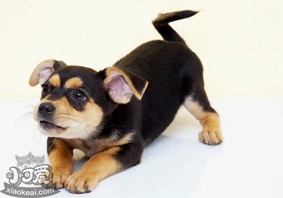 德國賓莎犬怎么美容 德國賓莎犬美容方案