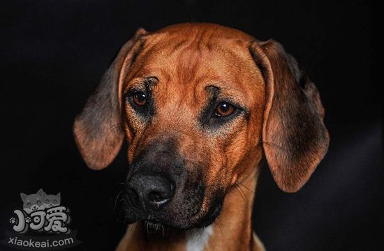 羅得西亞脊背犬怎么養 羅得西亞脊背犬飼養知識