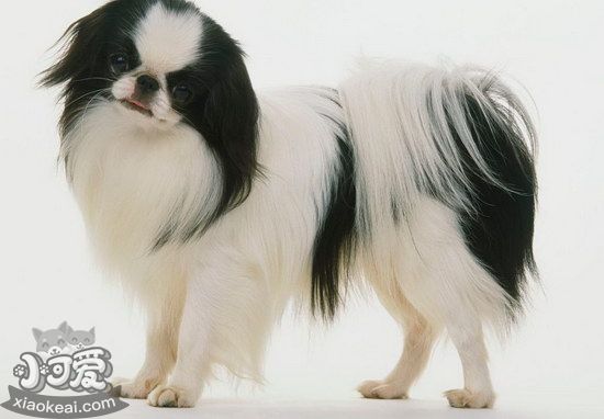 日本狆怎么清潔牙齒 日本狆牙齒清潔護理方法1