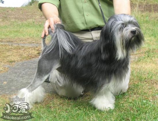 羅秦犬好養(yǎng)嗎 羅秦犬飼養(yǎng)方法