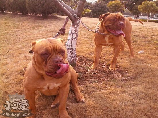 波爾多犬怎么制作狗糧 波爾多犬自制狗糧配方推薦1