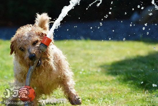 諾福克梗口腔怎么護理 諾福克梗牙齒清潔方法1