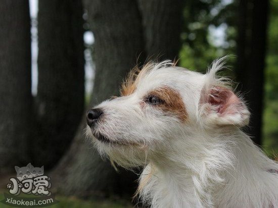 諾??斯6湓趺辞鍧?諾??斯6渥o(hù)理方法1