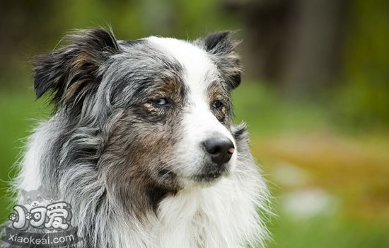 澳洲牧羊犬怎么養(yǎng)護(hù) 澳大利亞牧羊犬養(yǎng)護(hù)知識(shí)