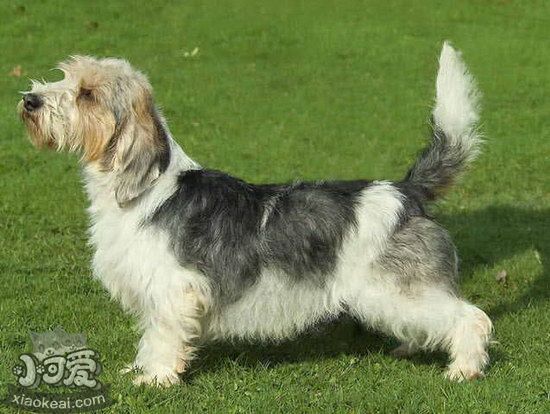 迷你貝吉格里芬凡丁犬指甲修剪方法1