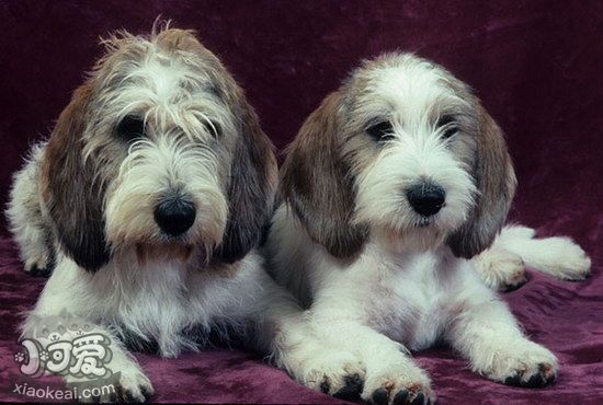 迷你貝吉格里芬凡丁犬洗澡流程及注意要點(diǎn)1