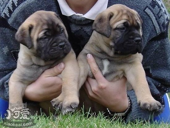 斗牛獒犬怎么養 斗牛獒犬飼養方法