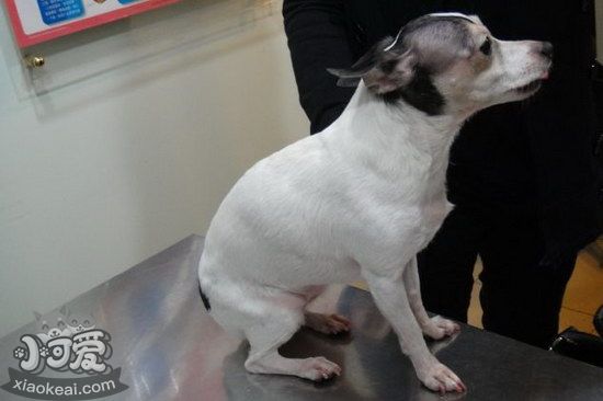 玩具獵狐梗耳朵怎么清潔 玩具獵狐梗耳朵護理方法1