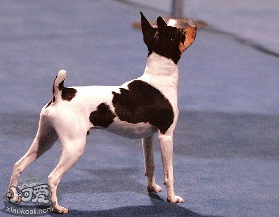 玩具獵狐梗牙齒怎么清潔 玩具獵狐梗口腔護(hù)理方法1