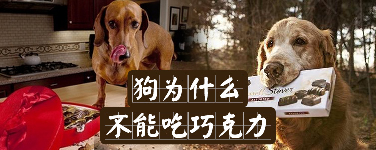 狗為什么不能吃巧克力