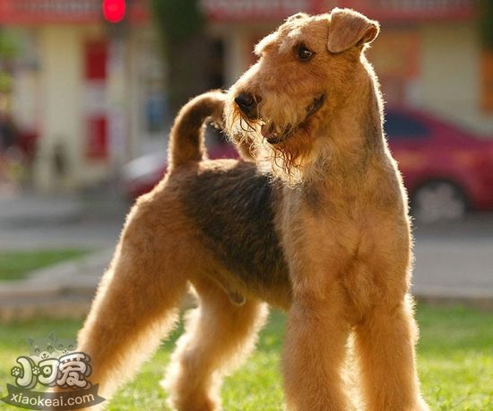 萬(wàn)能梗毛發(fā)怎么修剪 萬(wàn)能梗毛發(fā)修剪方法