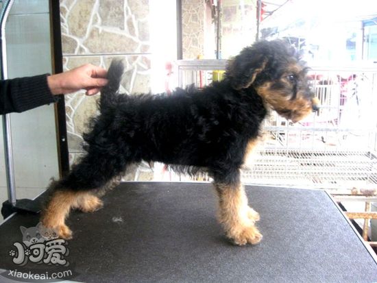 萬能梗好養嗎 萬能梗飼養方法