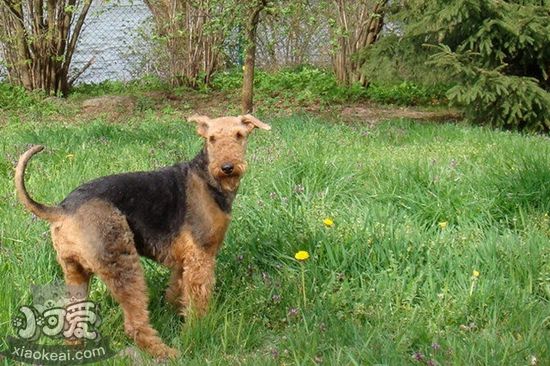 萬能梗吐黃水怎么辦 不吃飯吐黃水解決辦法