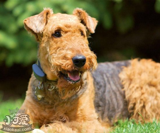 給萬能梗吃什么好 萬能梗飲食推薦