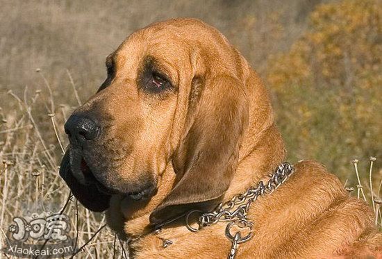 尋血獵犬感冒怎么辦 尋血獵犬感冒治療方法1