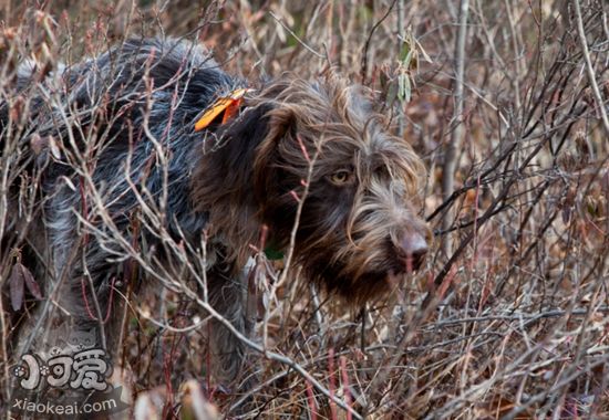 剛毛指示格里芬犬骨折怎么處理