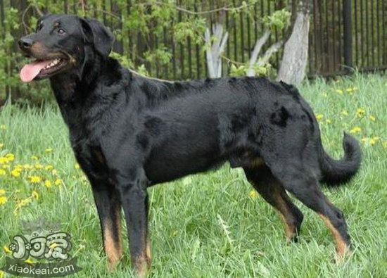 法國狼犬患皮膚病怎么治 法國狼犬皮膚病治療方法1