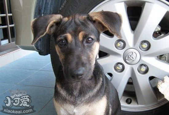 法國狼犬吃什么狗糧好 法國狼犬狗糧選擇推薦1