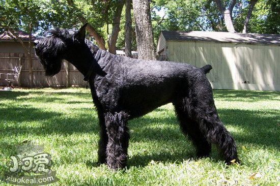 巨型雪納瑞耳朵怎么清潔 巨型雪納瑞耳朵護理方法1