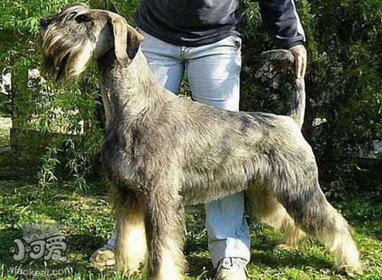 巨型雪納瑞怎么修剪指甲 巨型雪納瑞剪指甲方法1