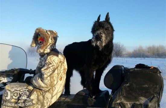 巨型雪納瑞牙齒怎么清潔 巨型雪納瑞口腔護(hù)理方法1