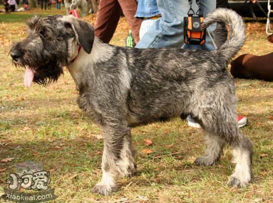 巨型雪納瑞吃什么狗糧好 巨型雪納瑞狗糧選擇推薦1