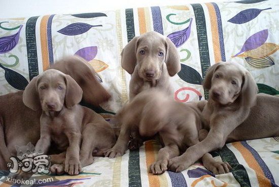 威瑪犬耳朵怎么清潔 威瑪獵犬耳朵護理方法1